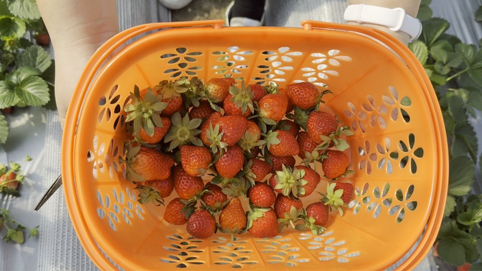 The strawberries pals picked